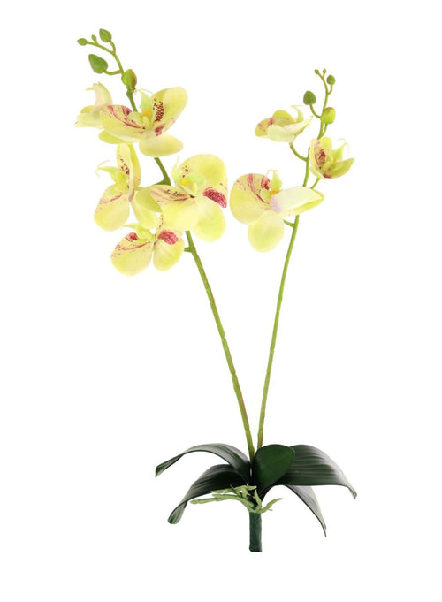 Phalaenopsis Orchid