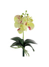 Phalaenopsis Orchid With Leaf