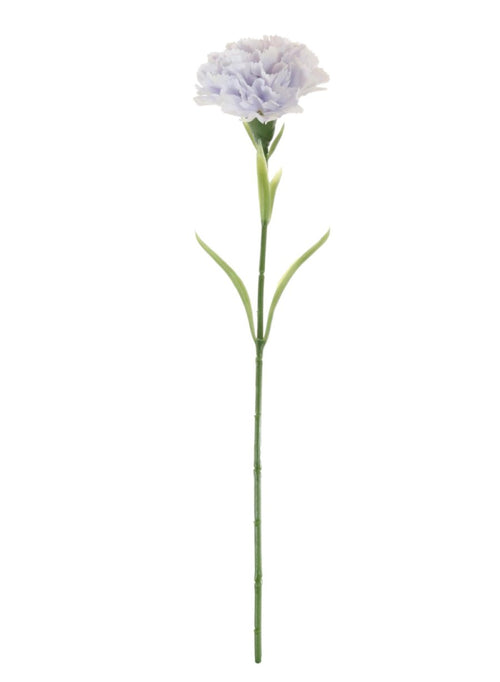 Single Carnation