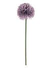 Allium Pom Pom