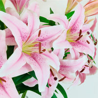 Casa Blanca Lily