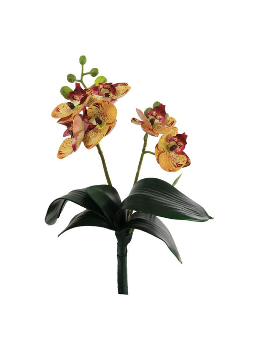 Mini Phalaenopsis Orchid