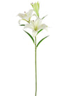 Asiatic Lily (large)