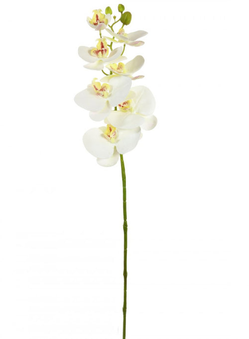 Phalaenopsis Orchid (7 Flower Heads)