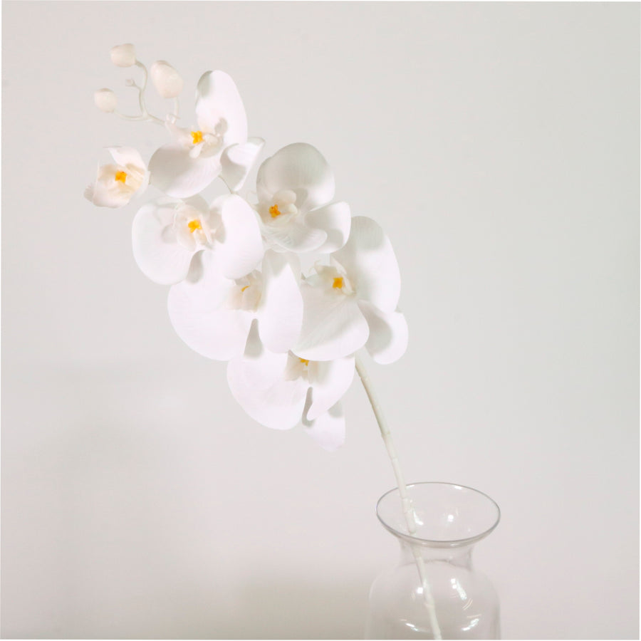 Phalaenopsis Orchid White Stem (7 Flower Heads)