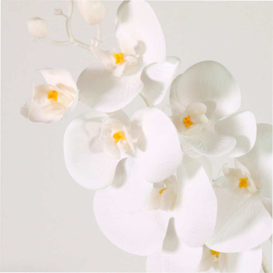 Phalaenopsis Orchid White Stem (7 Flower Heads)