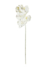 Phalaenopsis Orchid White Stem (7 Flower Heads)