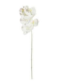 Phalaenopsis Orchid White Stem (7 Flower Heads)