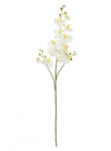 Phalaenopsis Orchid Spray (3 Stems)