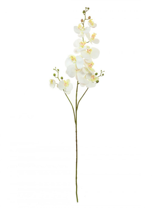 Phalaenopsis Orchid Spray (3 Stems)