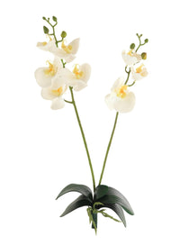 Phalaenopsis Orchid