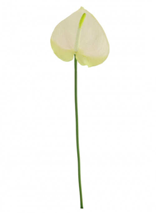 Anthurium