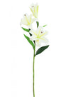 Asiatic Lily (small)