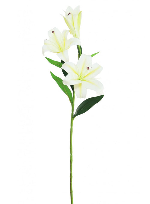 Asiatic Lily (small)