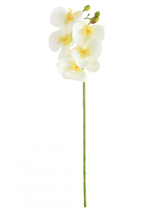 Phalaenopsis Orchid (5 Flower Head)