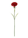 Single Carnation