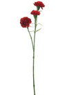 Carnation Stem