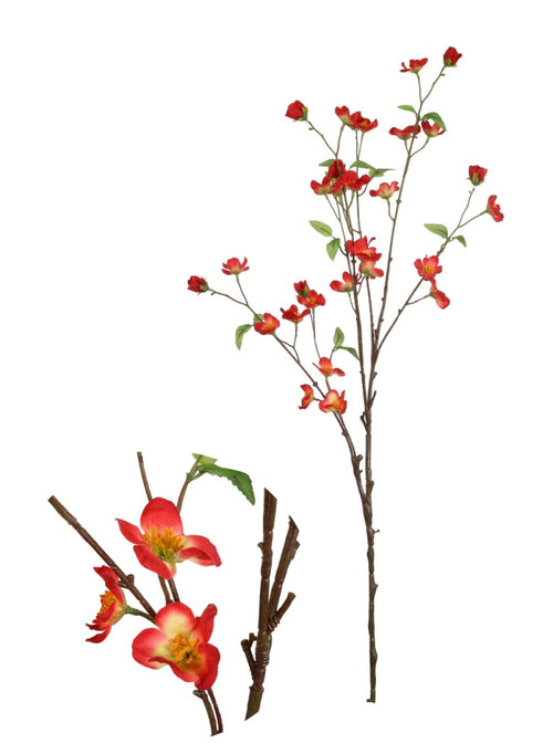 Japanese Quince Spray