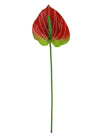 Anthurium