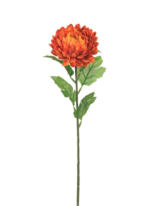 Single Chrysanthemum