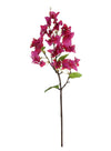 Bougainvillea Stem