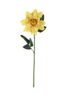 Dahlia Single Stem