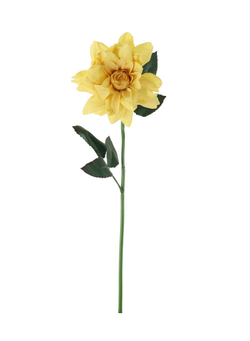 Dahlia Single Stem