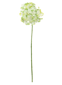 Hydrangea (thin Stem)