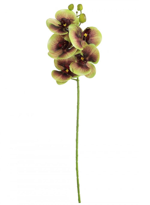 Phalaenopsis Orchid (5 Flower Head)