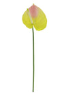 Anthurium