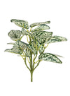 Printed Hypoestes Phyllostachya Bunch (small)