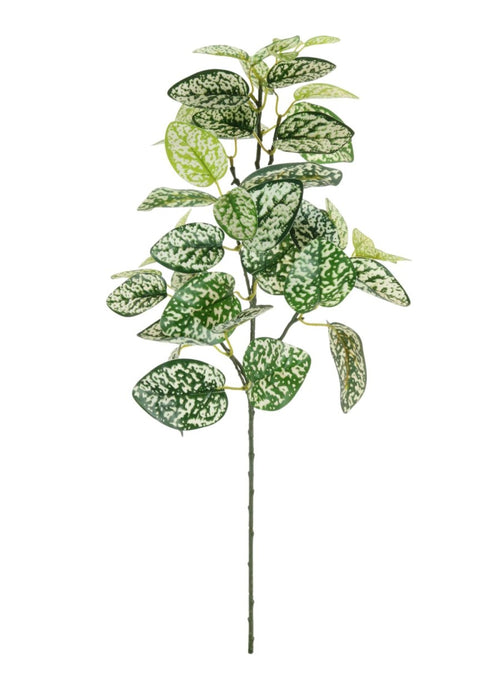 Printed Hypoestes Phyllostachya Spray (large)