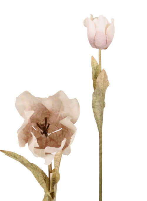 Dried Touch Large Tulip Stem