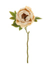 Dried Touch Closed Peony