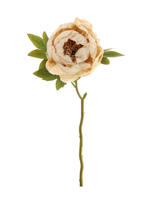 Dried Touch Closed Peony