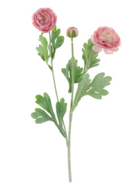 Ranunculus Spray