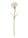 Single Carnation