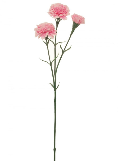 Carnation Stem