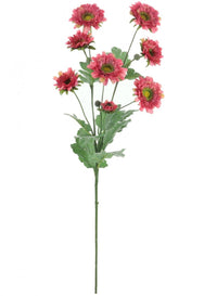 Wild Gerbera Spray