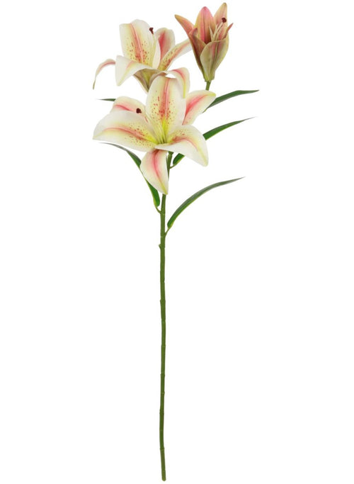 Asiatic Lily (large)