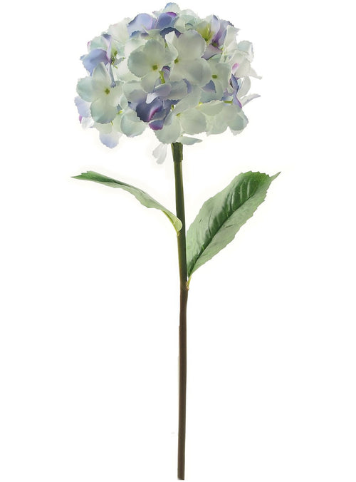 Mophead Hydrangea (large)