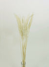 Fluffy Pampas Bunch (10x Stems)