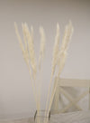 Reed Pampas Bunch (10x Stems)