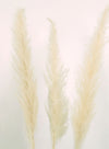 Tall Pampas Bunch (3x Stems)