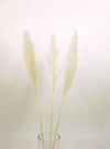 Pampas Bunch (extra Tall / 3x Stems)