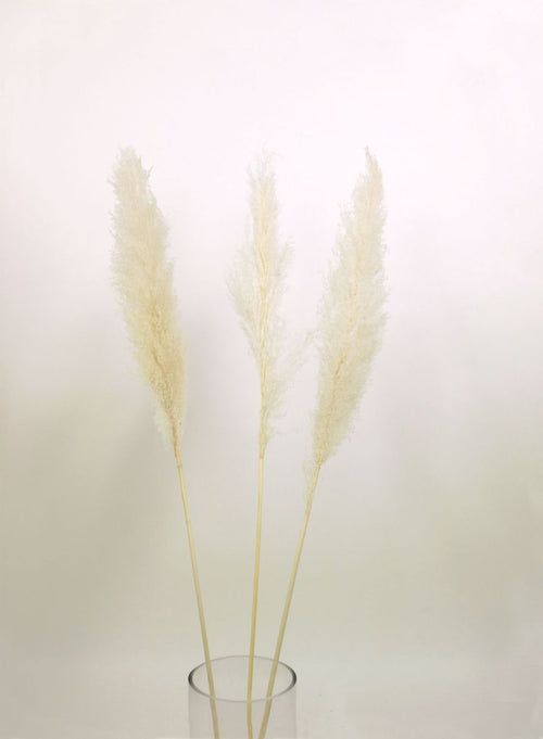 Pampas Bunch (extra Tall / 3x Stems)