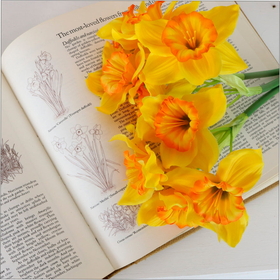 Ruffled Daffodil Bunch