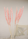 Reed Pampas Bunch (10x Stems)