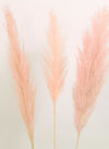 Tall Pampas Bunch (3x Stems)