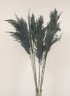 Extra Fluffy Pampas Bunch (10x Stems)